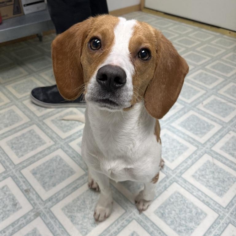 Enlarge Kesha, an adopted Beagle in Benld, IL image 1/1