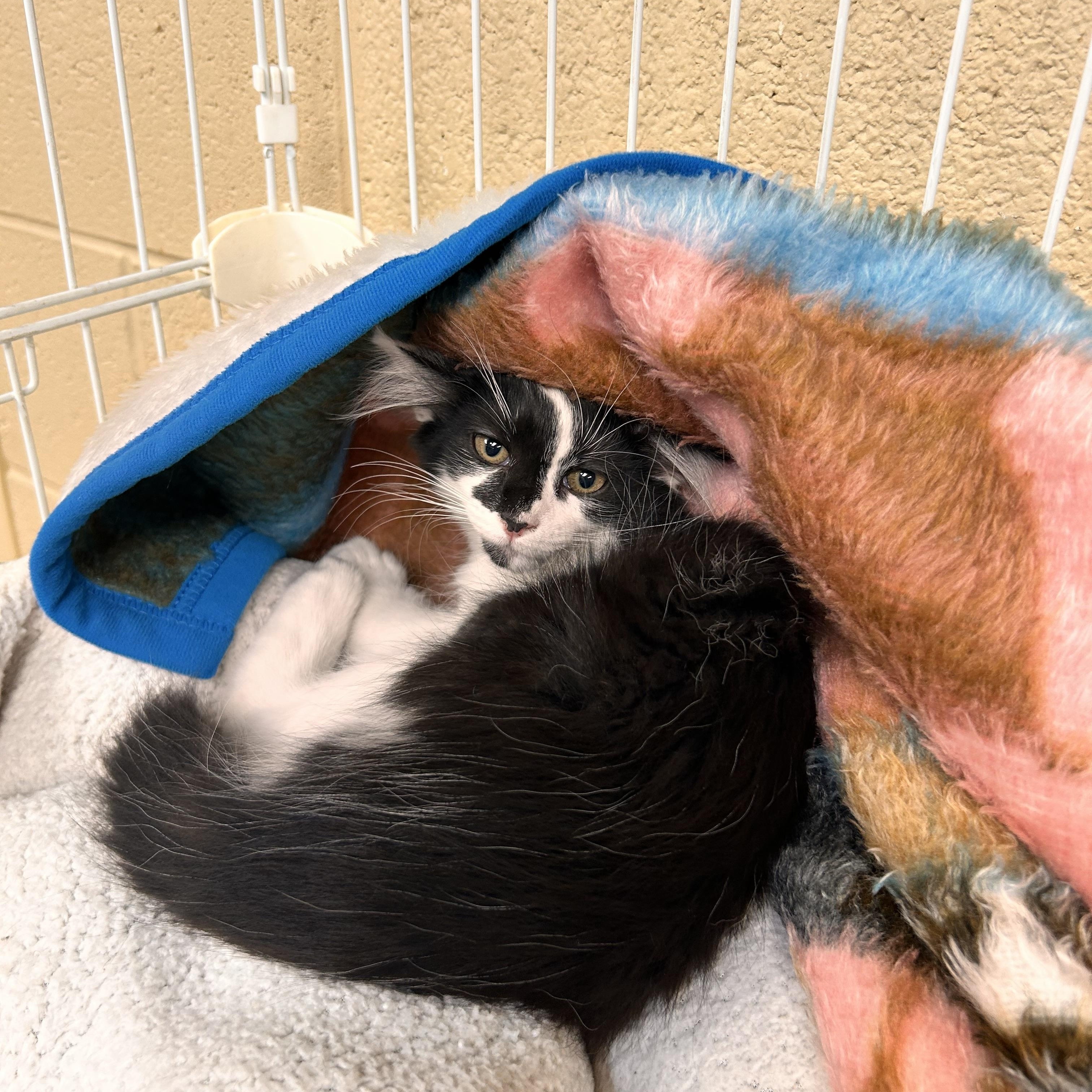 Picasso, an adopted Domestic Short Hair in Myerstown, PA image 2/3