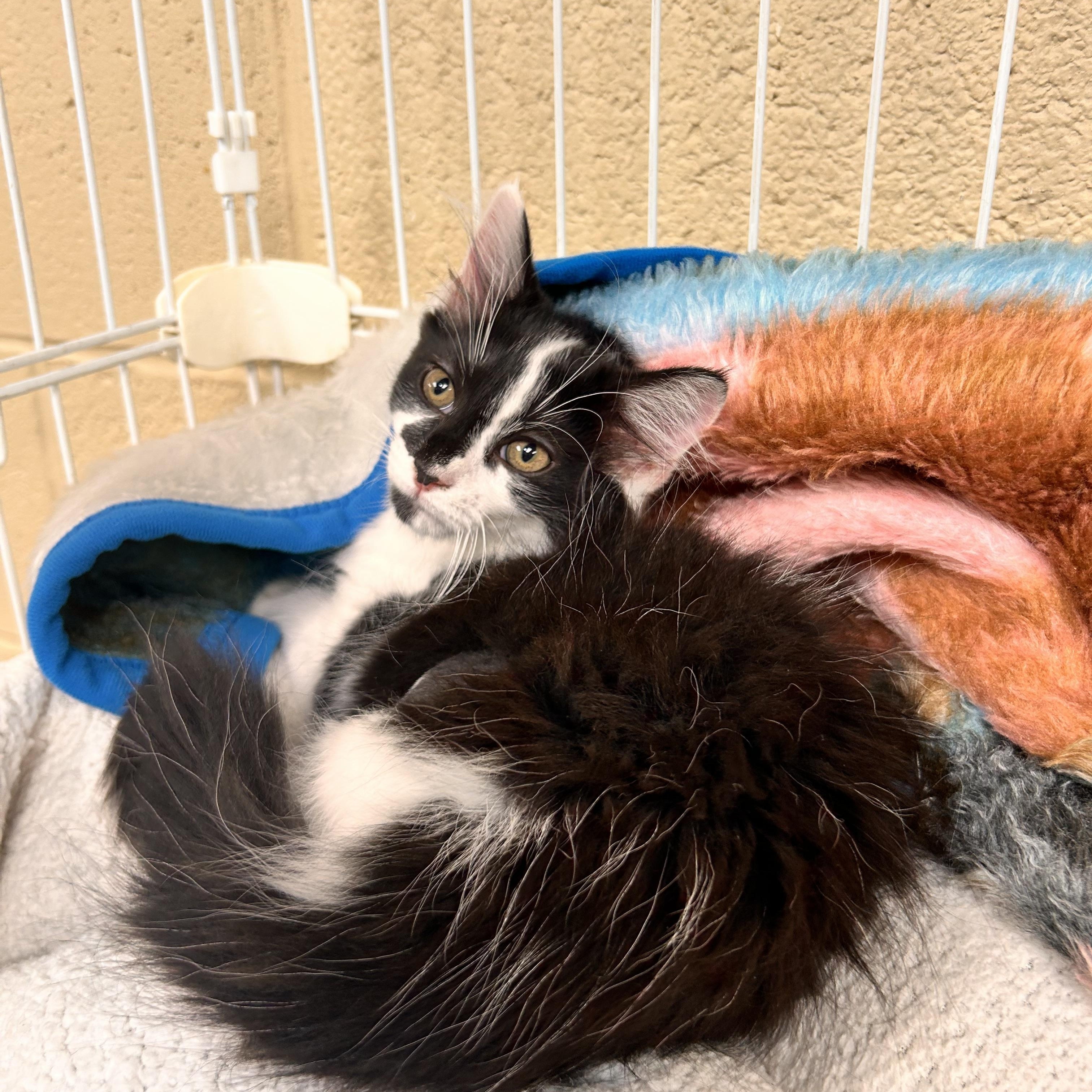 Picasso, adopted, Kitten Female Domestic Short Hair.