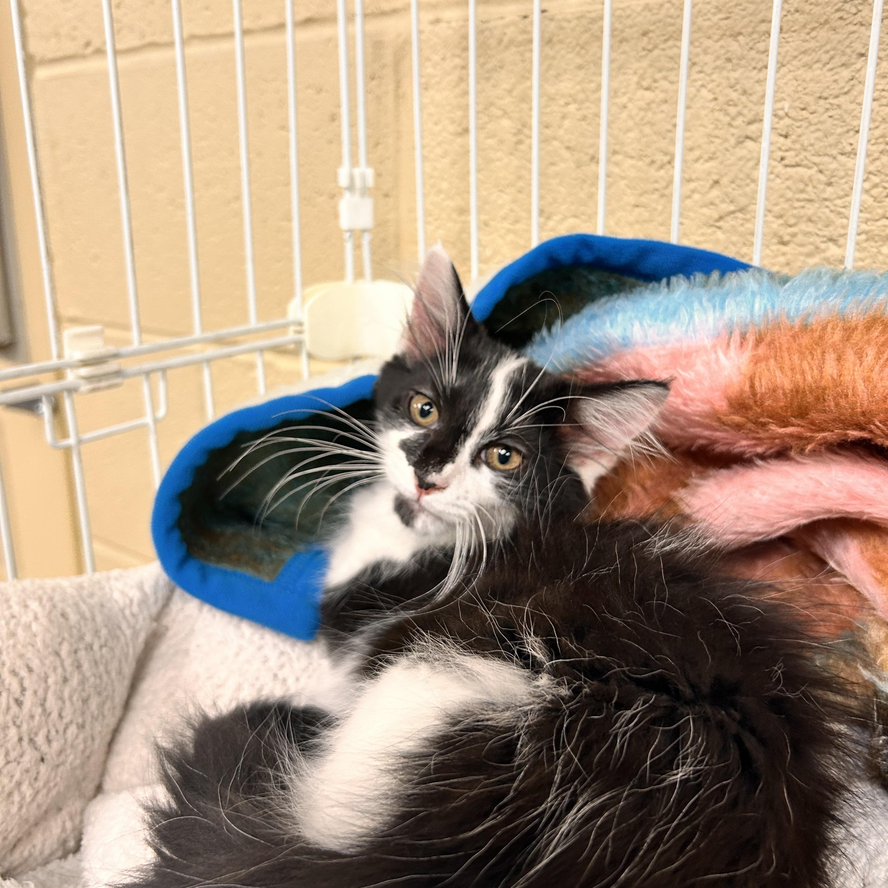 Picasso, an adopted Domestic Short Hair in Myerstown, PA image 3/3