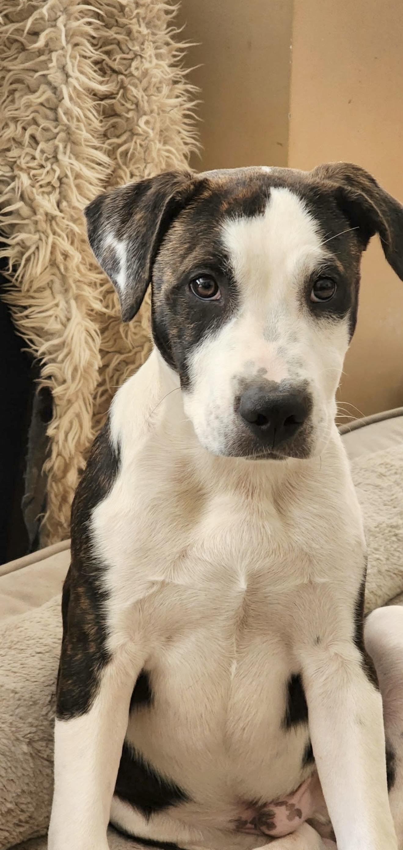 Franklin, an adopted mixed breed in Huntingtown, MD image 2/6