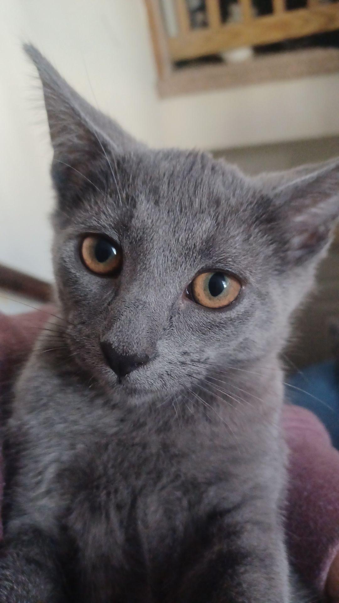 Duke- Kitten, a Adoptable American Shorthair in Grand Rapids, MI image 3/3