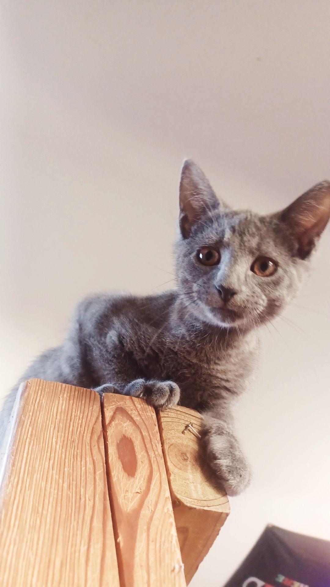 Duke- Kitten, Adoptable, Kitten Male American Shorthair.