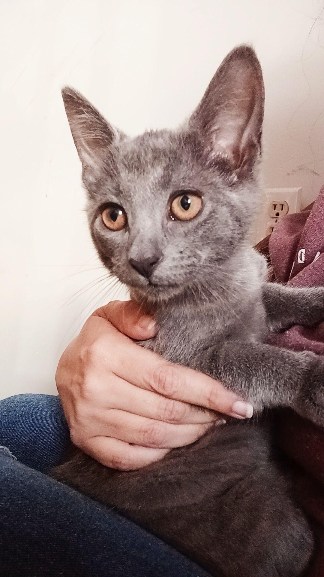 Duke- Kitten, a Adoptable American Shorthair in Grand Rapids, MI image 2/3