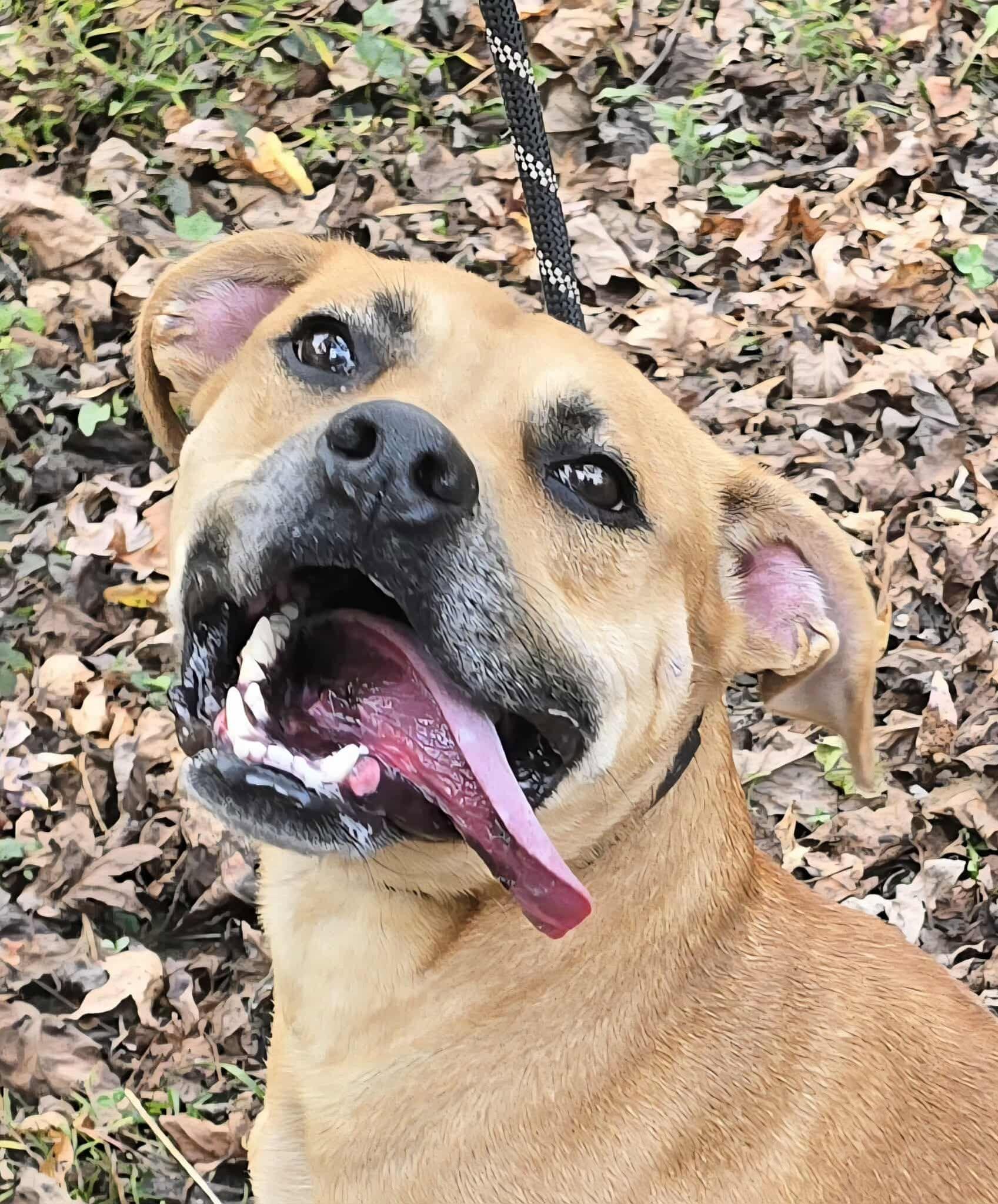 Sergi, a Adoptable mixed breed in Newport, TN image 2/6