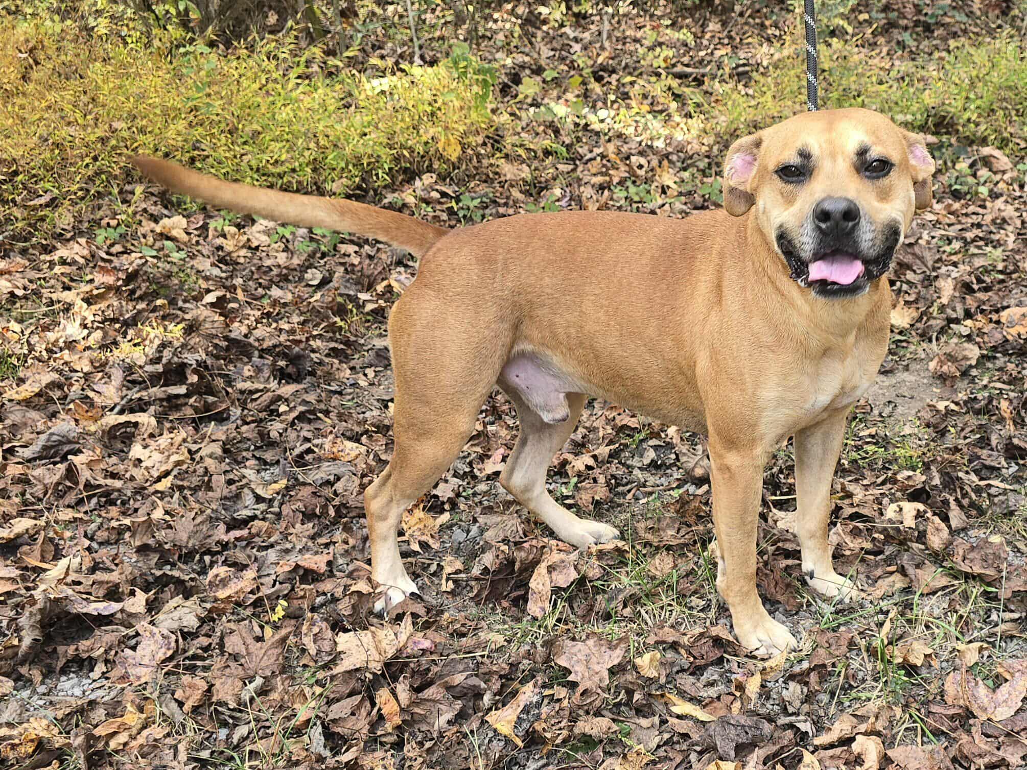Sergi, a Adoptable mixed breed in Newport, TN image 3/6