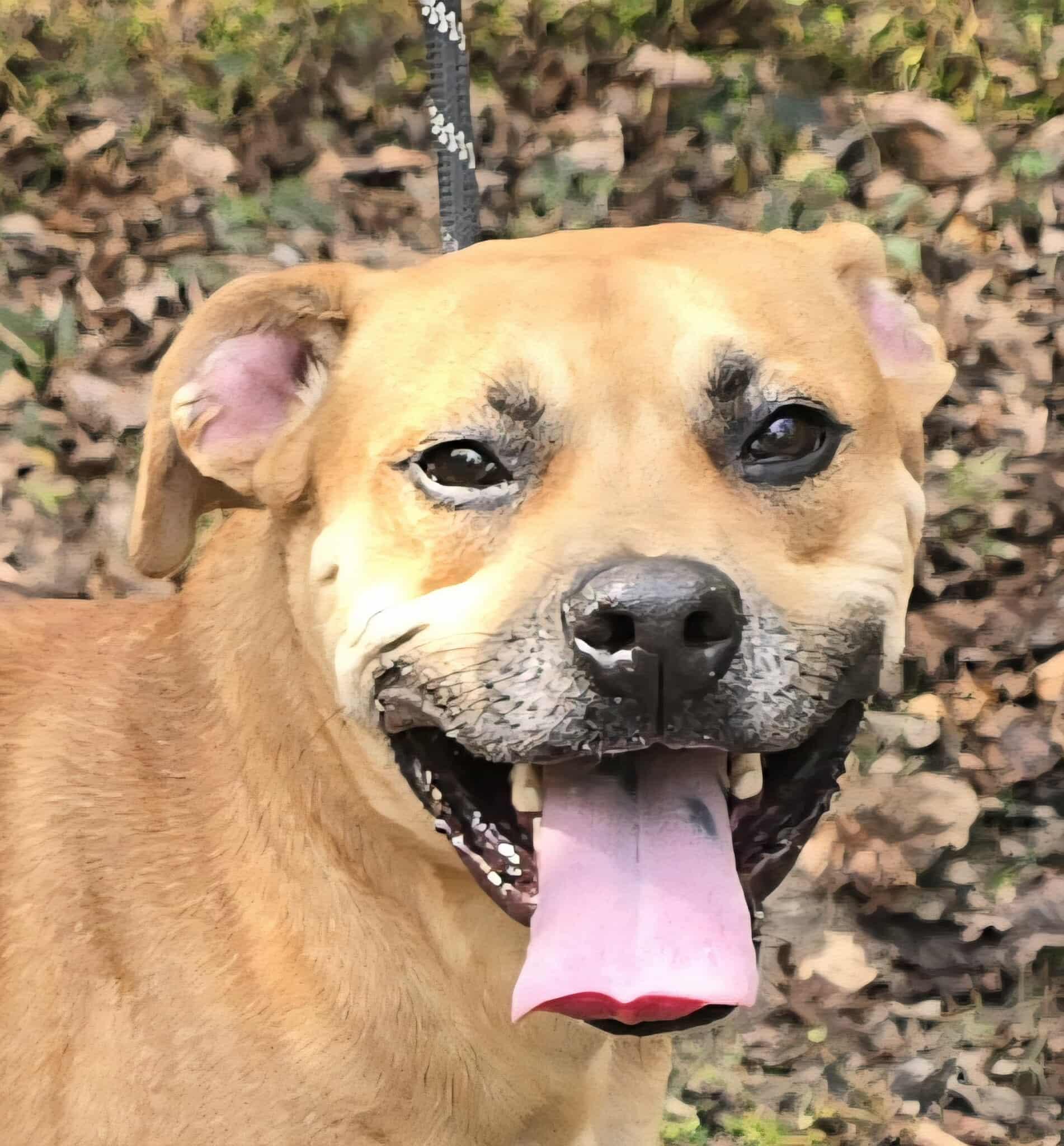 Sergi, a Adoptable mixed breed in Newport, TN image 4/6