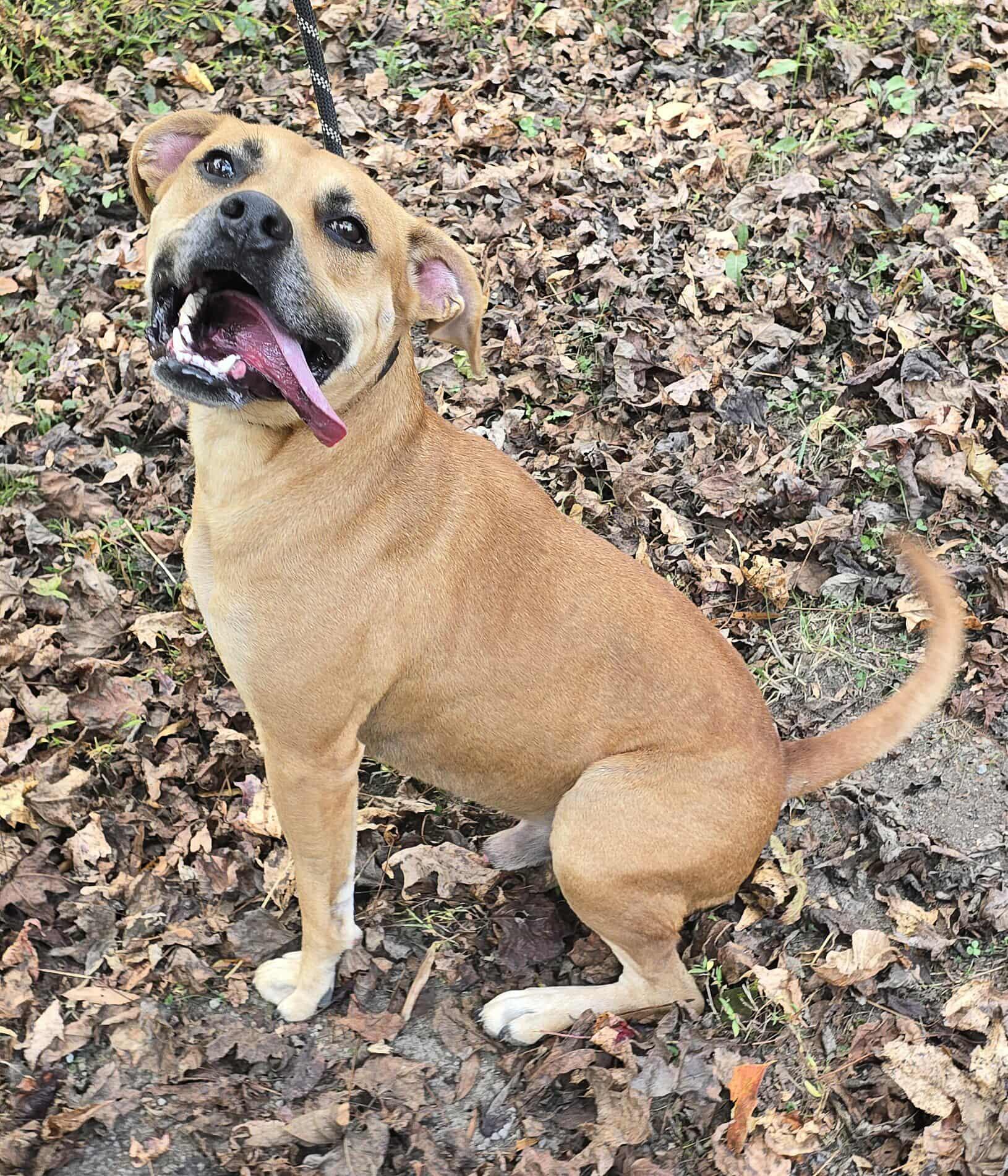 Sergi, Adoptable, Adult Male Black Mouth Cur.