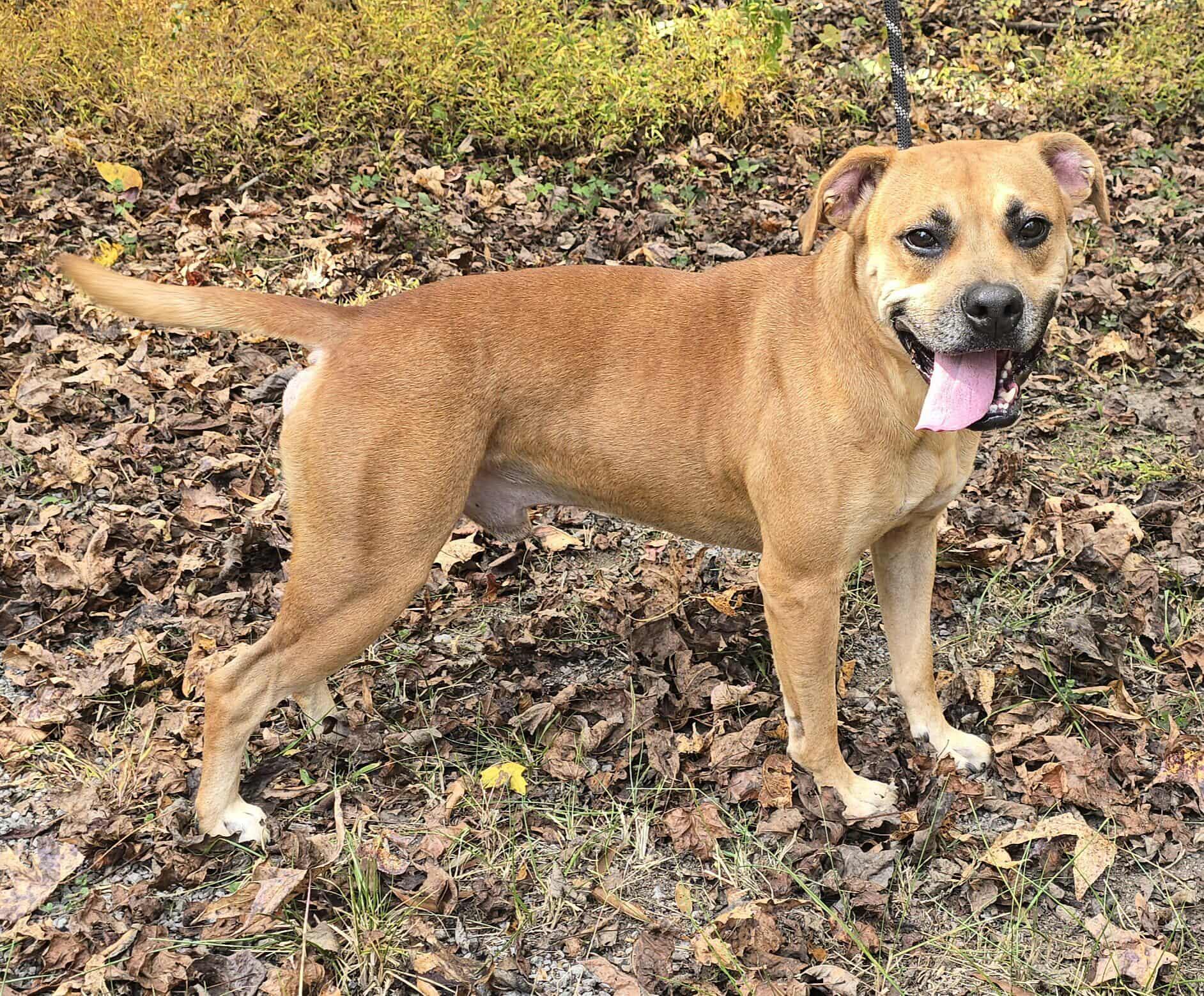 Sergi, a Adoptable mixed breed in Newport, TN image 6/6