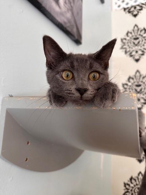 Mr. Grey, Adoptable, Kitten Male Tabby.