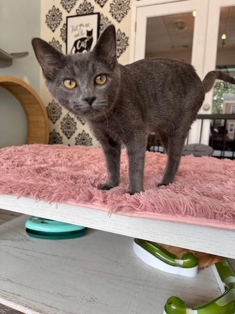 Enlarge Mr. Grey, a Adoptable Tabby in Greensburg, PA image 2/2