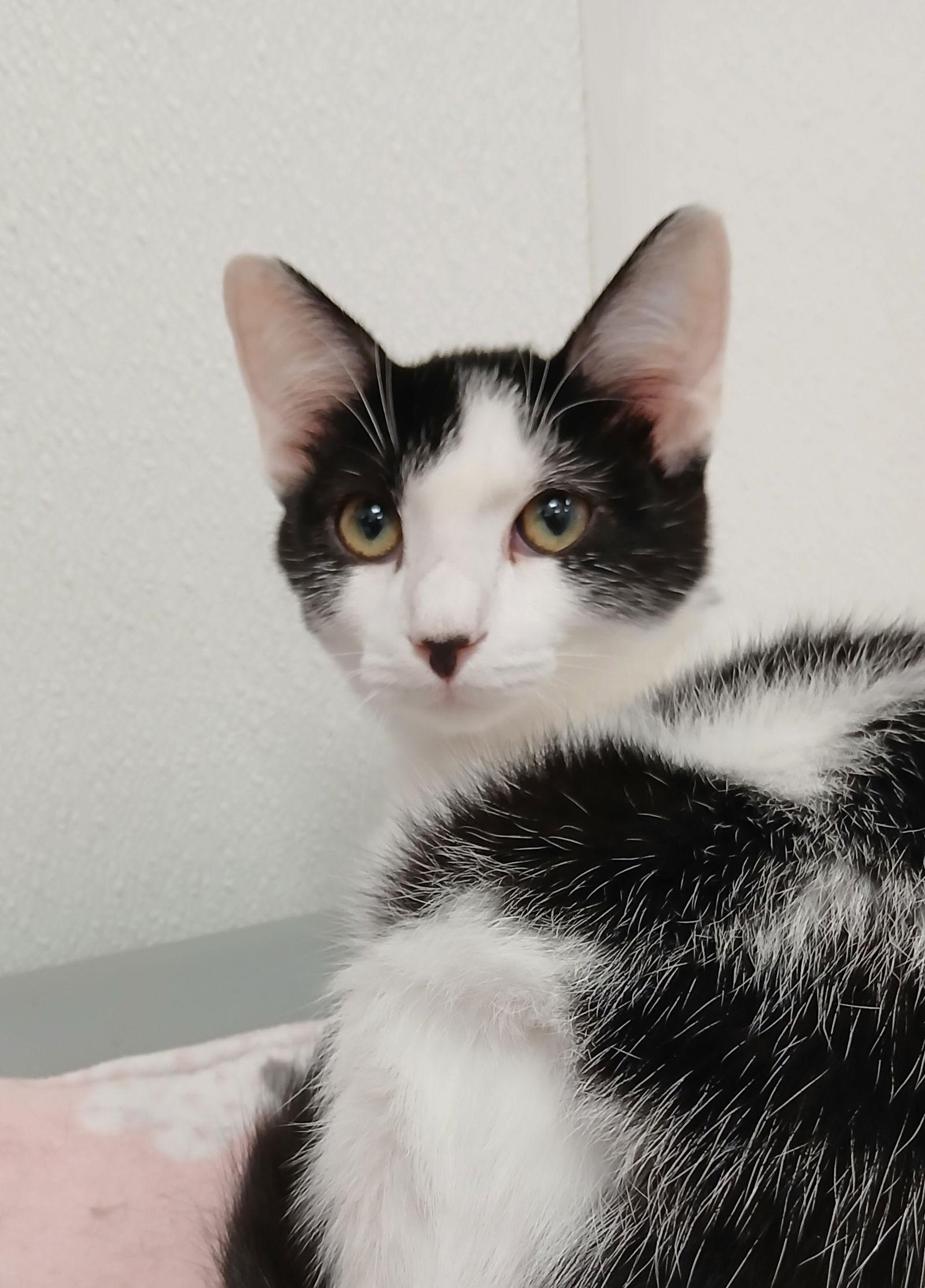 Enlarge Scout, a Adoptable Domestic Short Hair in Bay City, MI image 1/1