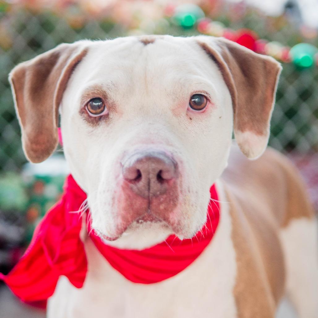 Enlarge Dot, a Adoptable mixed breed in Collinsville , OK image 1/5