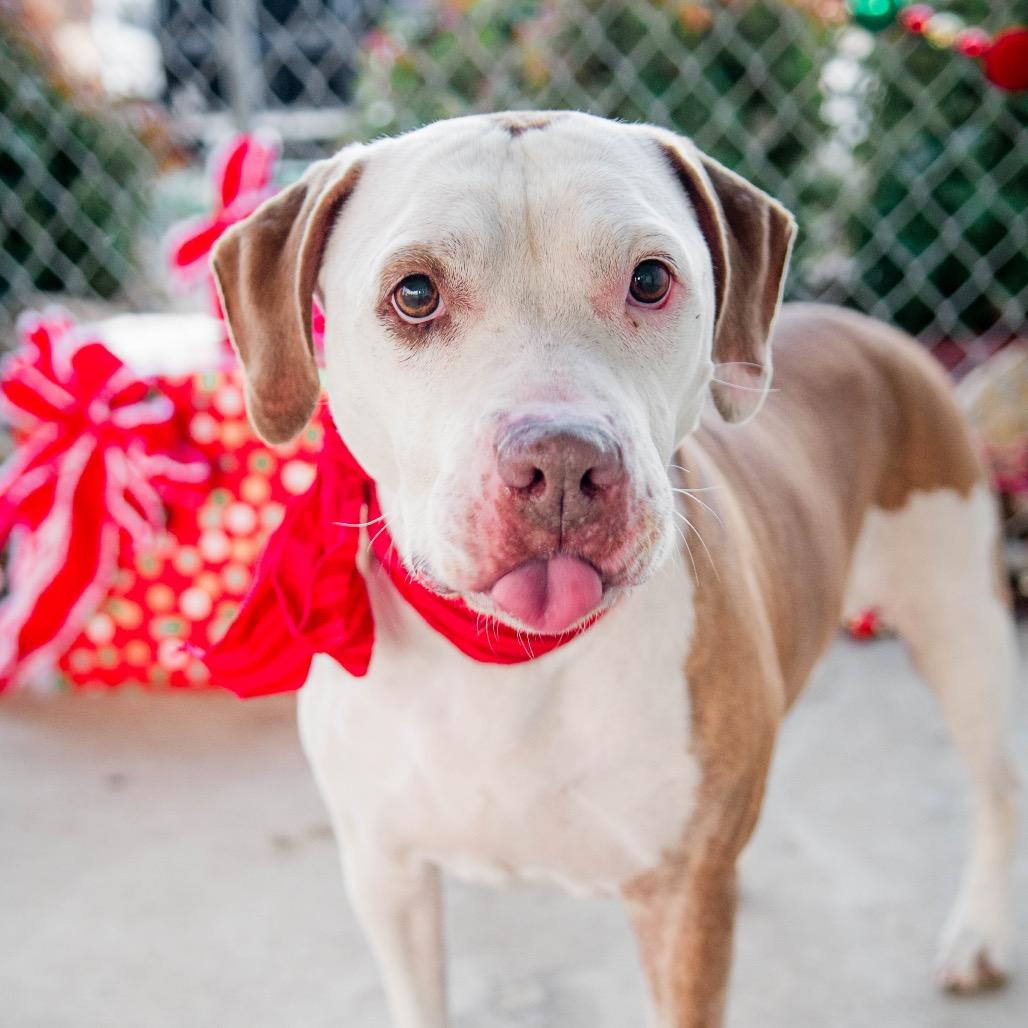 Enlarge Dot, a Adoptable mixed breed in Collinsville , OK image 2/5