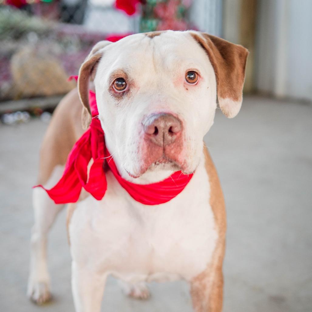 Enlarge Dot, a Adoptable mixed breed in Collinsville , OK image 3/5