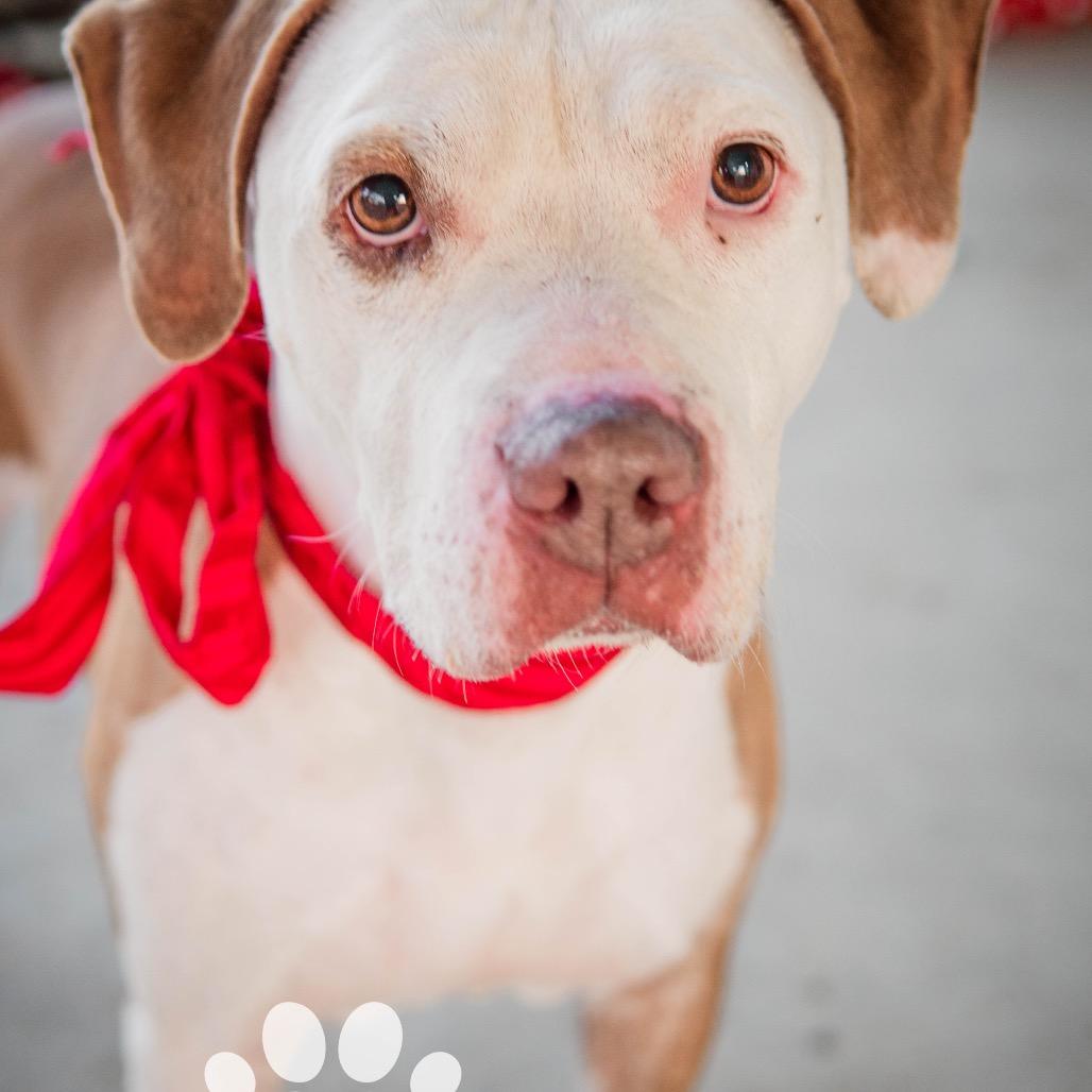 Enlarge Dot, a Adoptable mixed breed in Collinsville , OK image 4/5