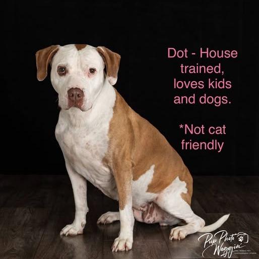 Dot, a Adoptable mixed breed in Collinsville , OK image 5/6