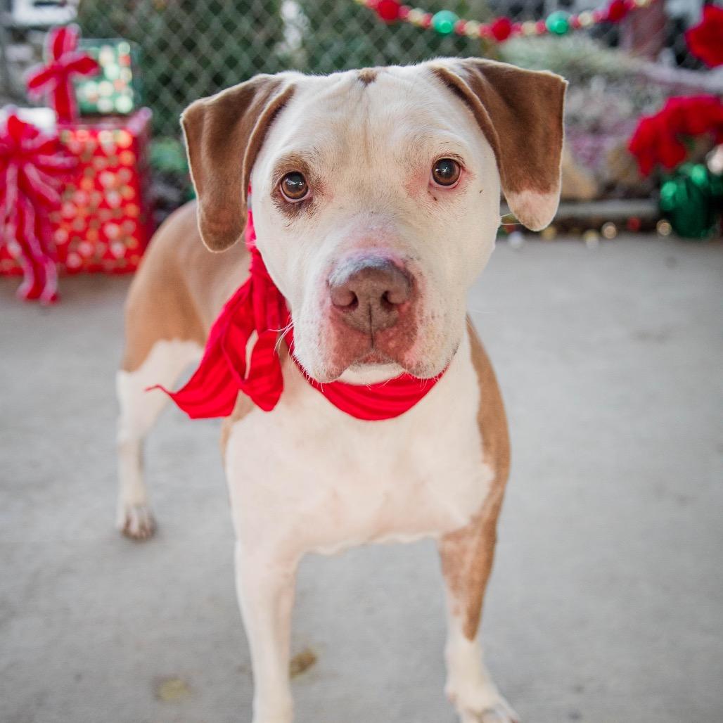 Enlarge Dot, a Adoptable mixed breed in Collinsville , OK image 5/5