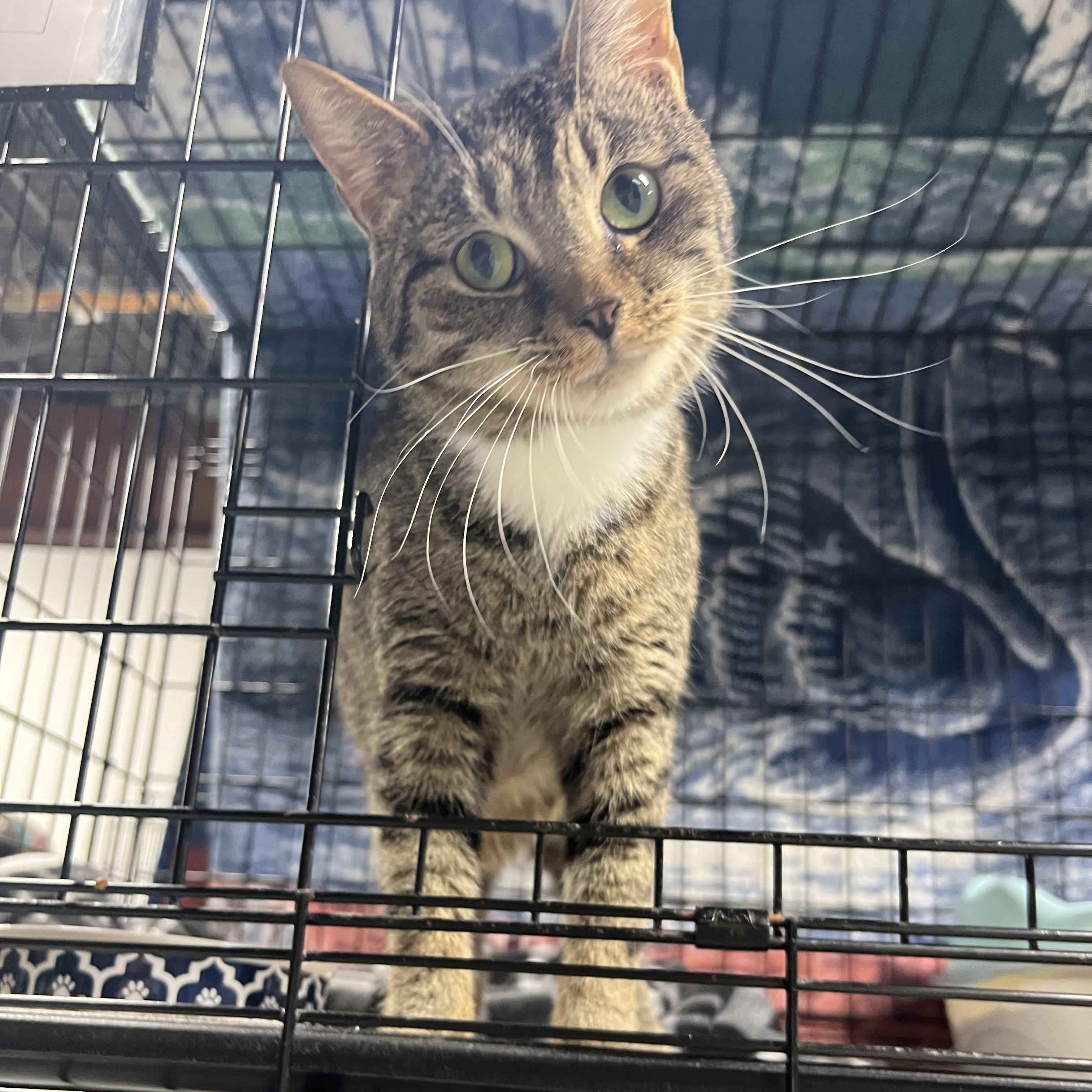 Enlarge Brownie, a ADOPTABLE Tabby in Altoona, PA image 2/2