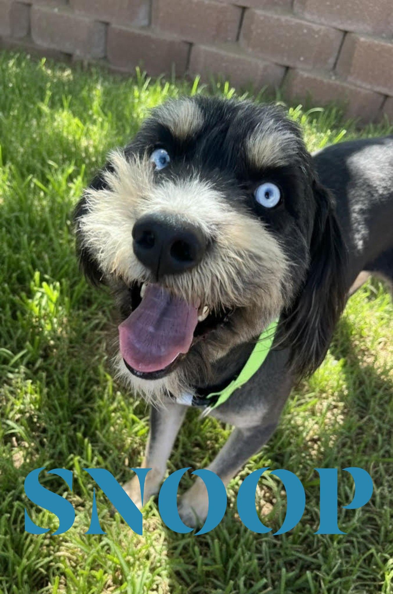 Enlarge Snoop, a ADOPTABLE mixed breed in Saint George, UT image 1/1