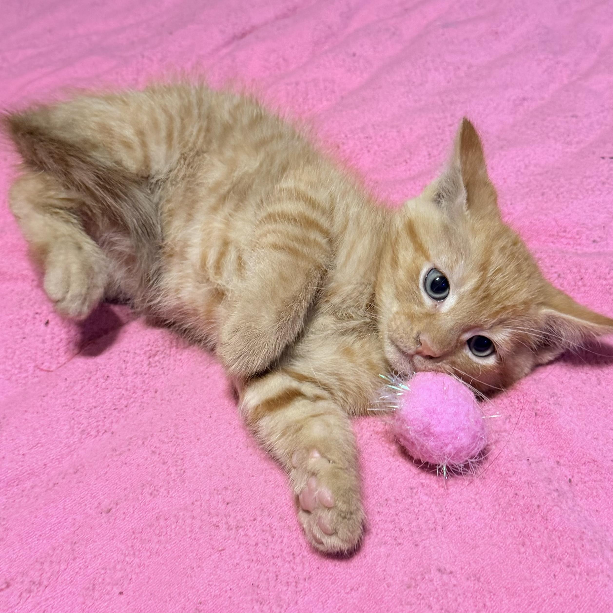 Enlarge Chester, a ADOPTABLE Tabby in Boston, MA image 5/5