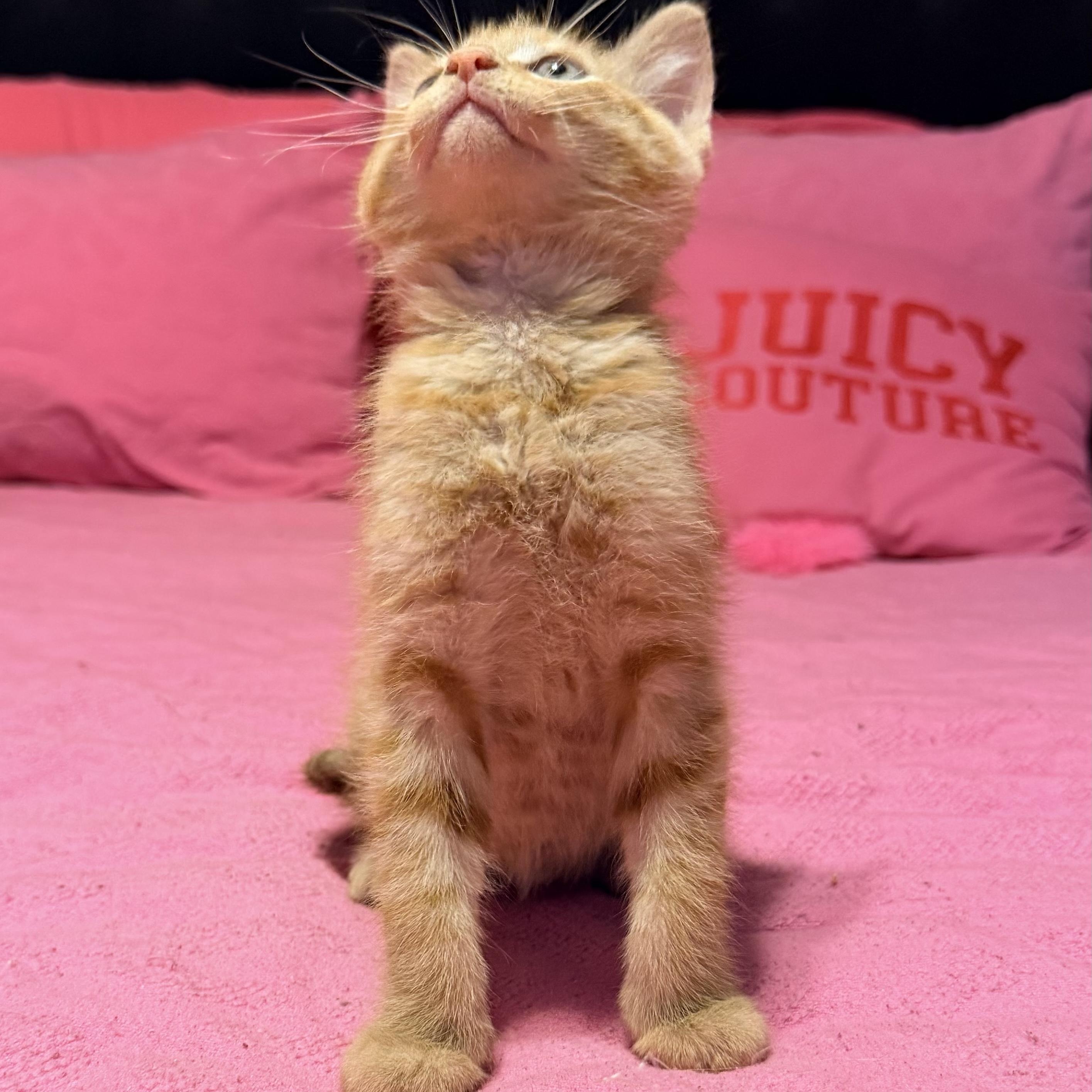 Enlarge Chester, a ADOPTABLE Tabby in Boston, MA image 2/5