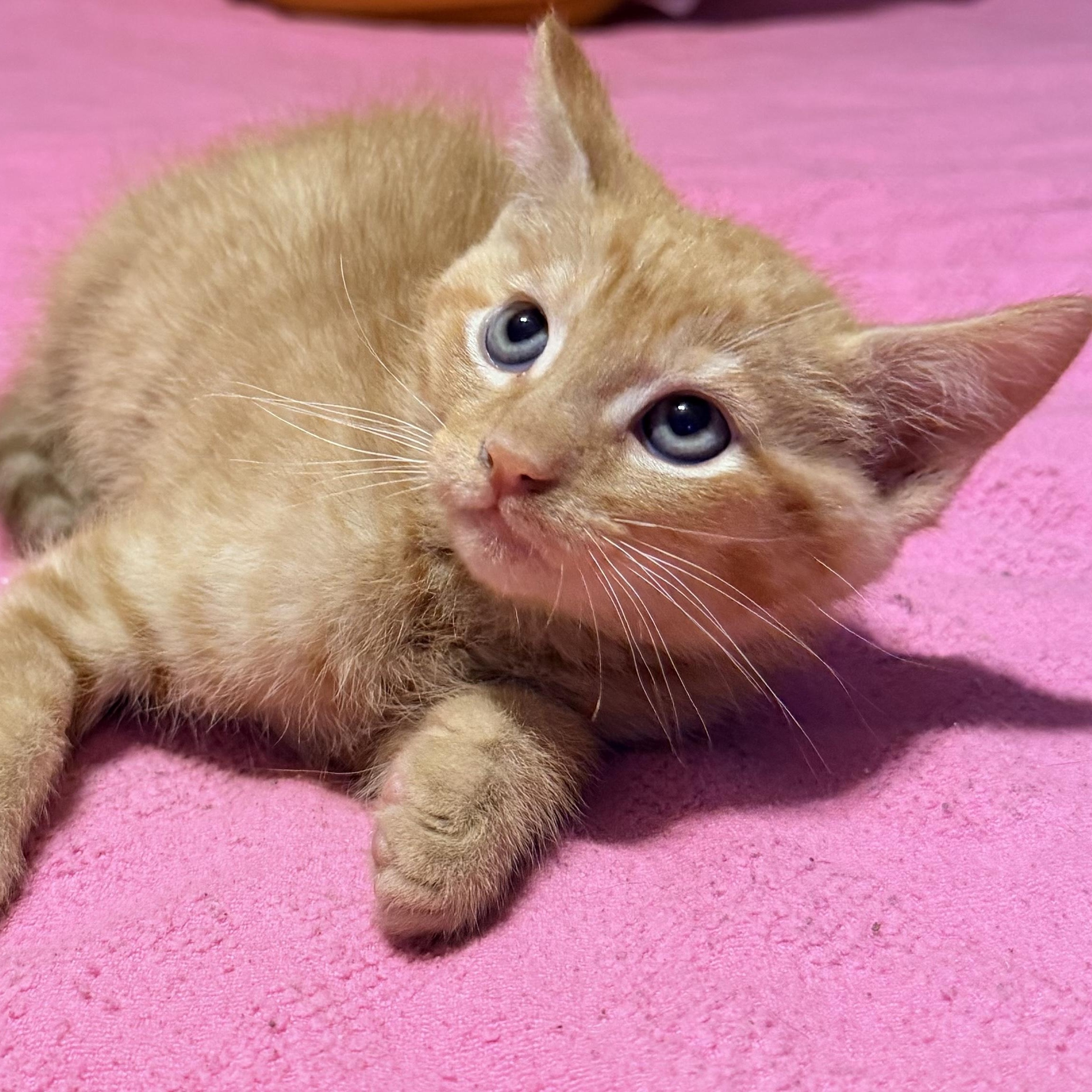 Enlarge Chester, a ADOPTABLE Tabby in Boston, MA image 3/5