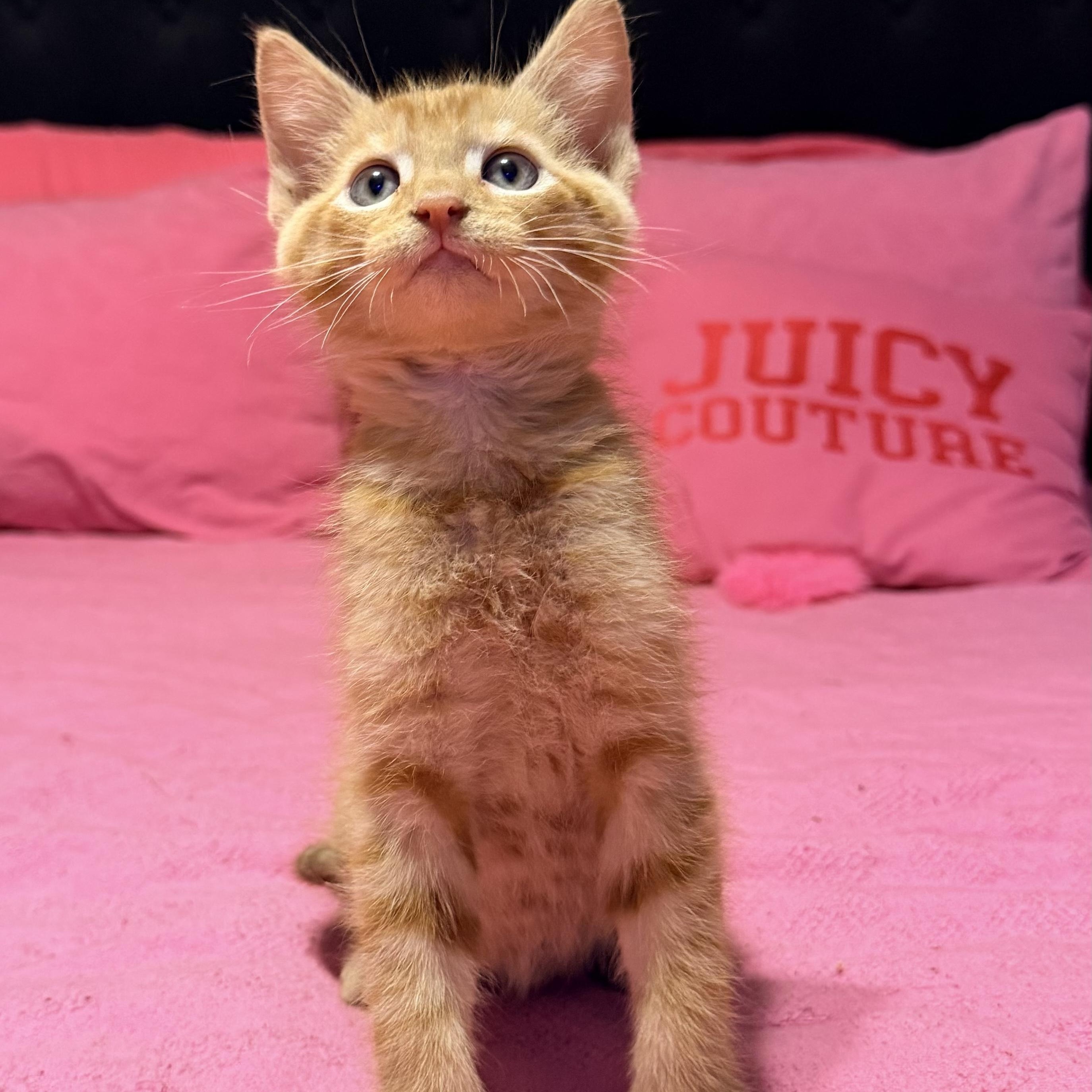 Enlarge Chester, a ADOPTABLE Tabby in Boston, MA image 4/5