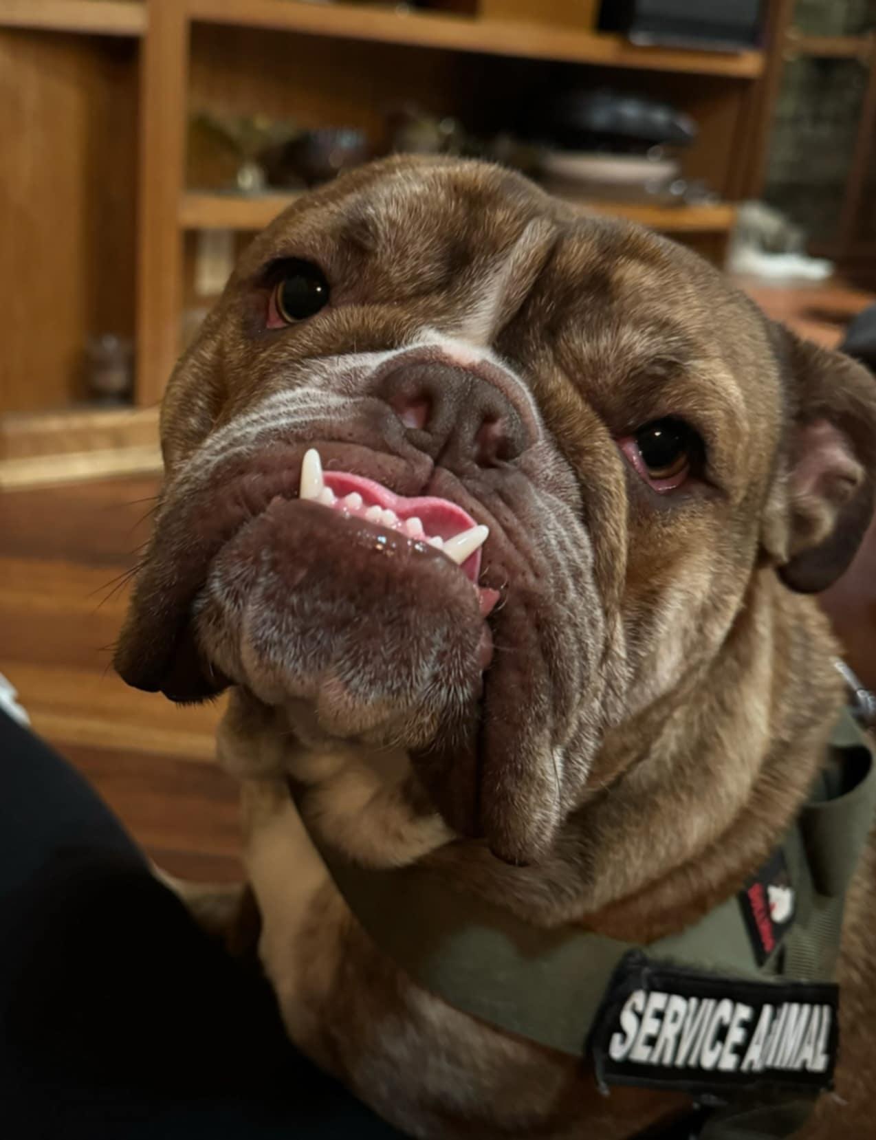 Champ, a Adopted English Bulldog in Decatur, IL image 1/3