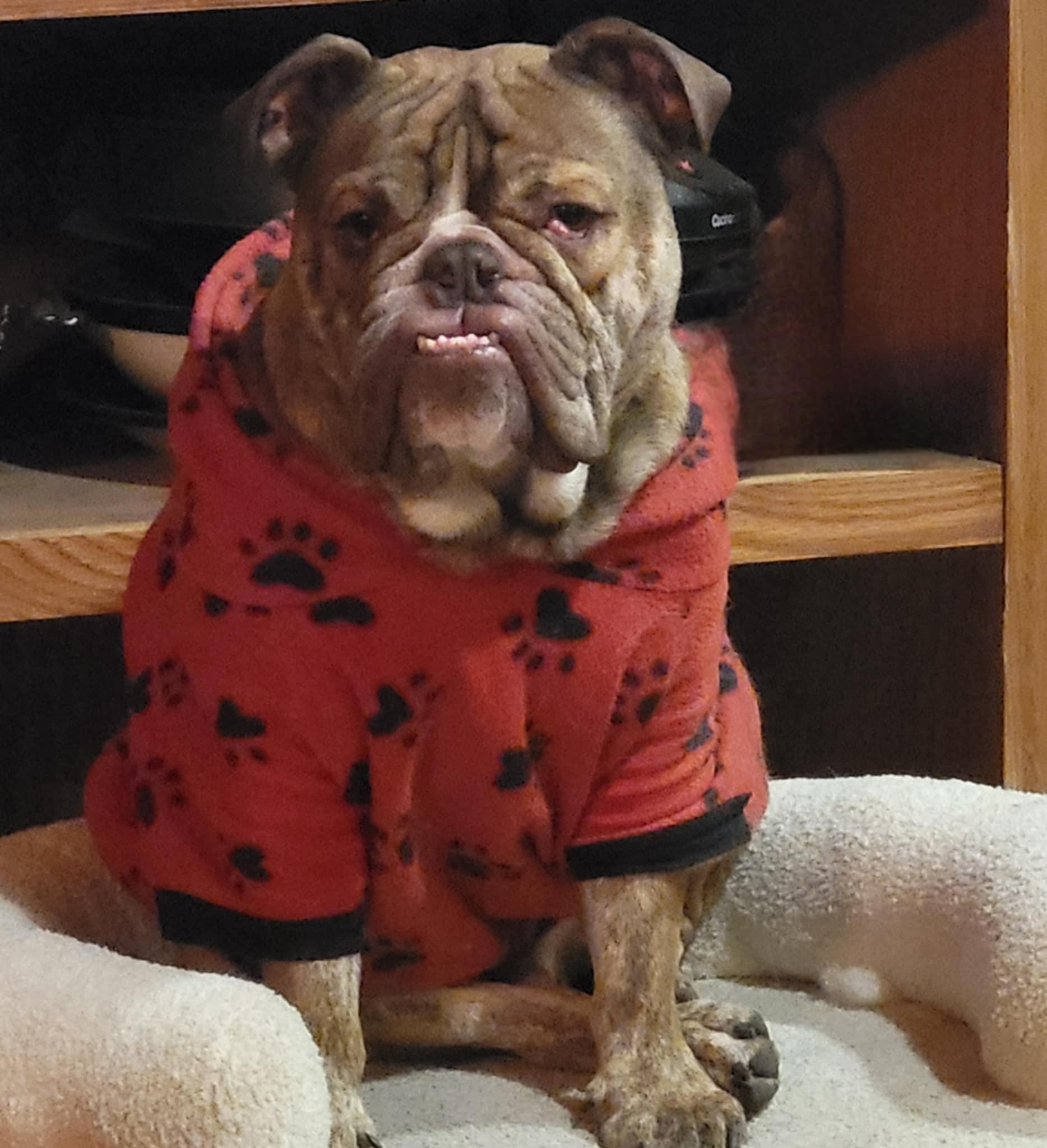 Champ, a Adopted English Bulldog in Decatur, IL image 2/3