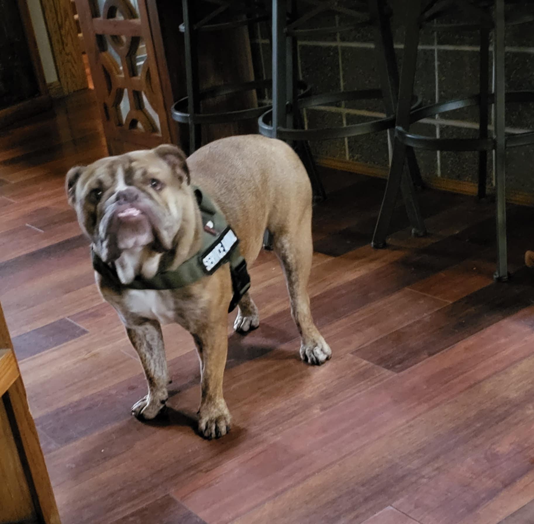 Champ, a Adopted English Bulldog in Decatur, IL image 3/3