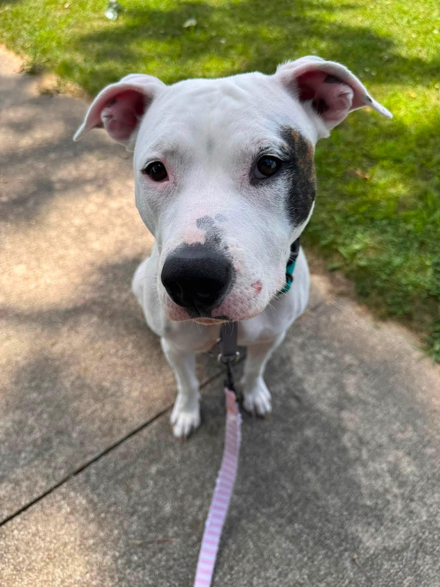 Koda, a ADOPTABLE mixed breed in Columbia, MO image 3/6