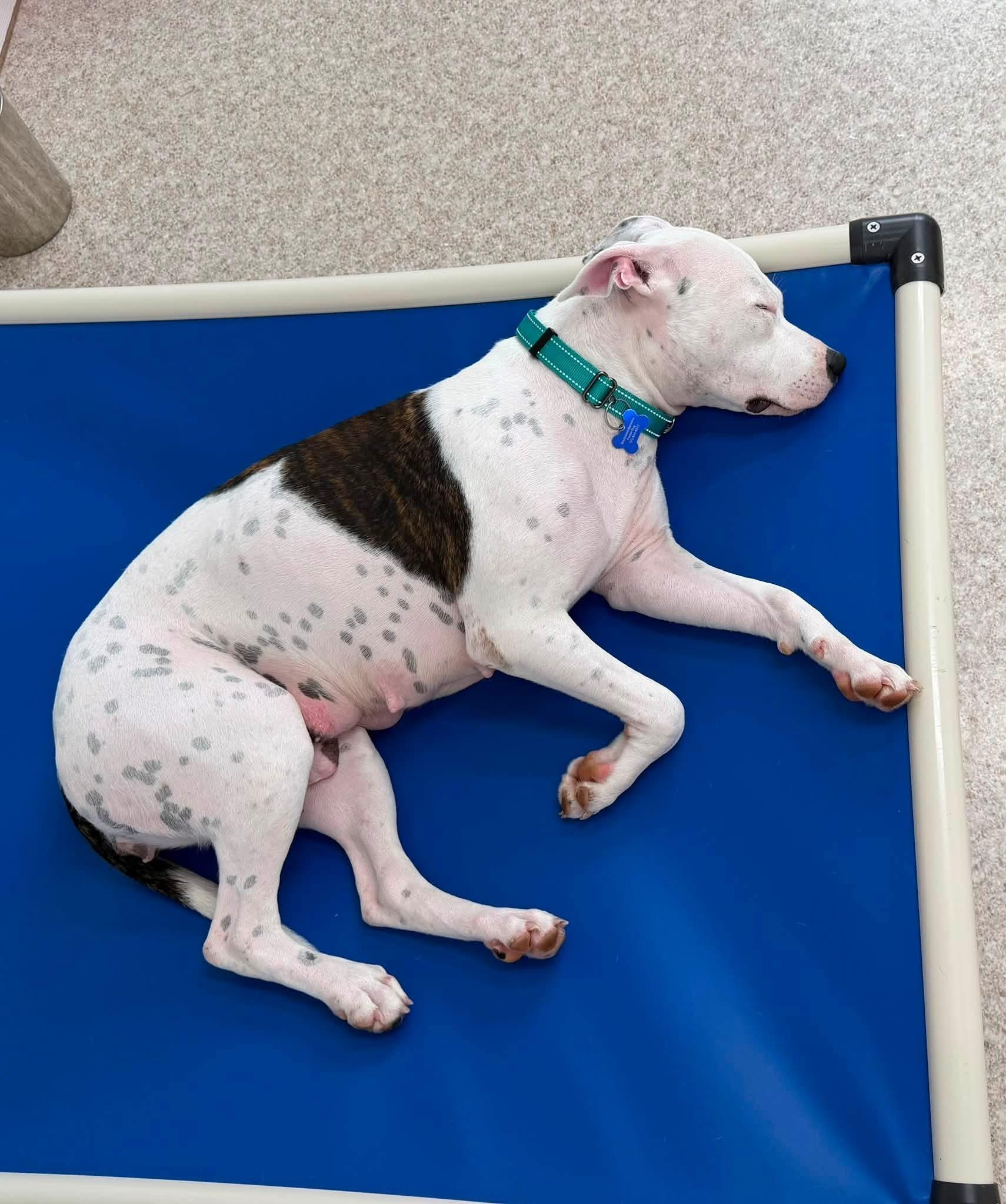 Koda, a ADOPTABLE mixed breed in Columbia, MO image 6/6