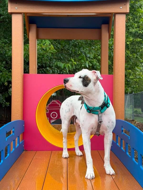 Koda, a ADOPTABLE mixed breed in Columbia, MO image 5/6