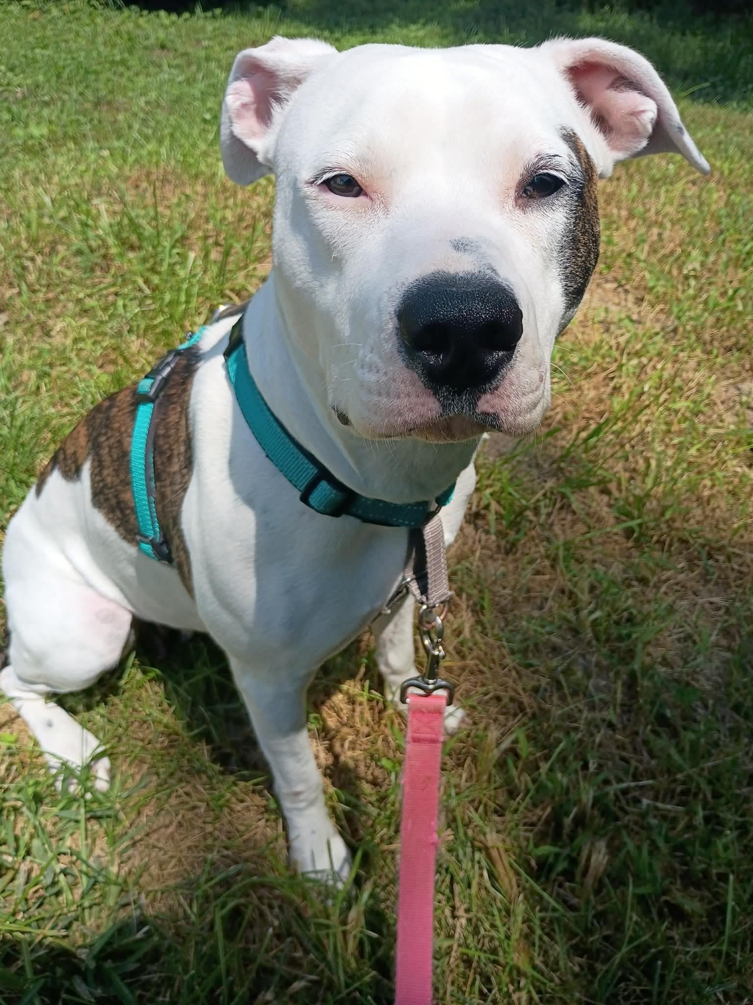 Koda, ADOPTABLE, Adult Female Pit Bull Terrier.