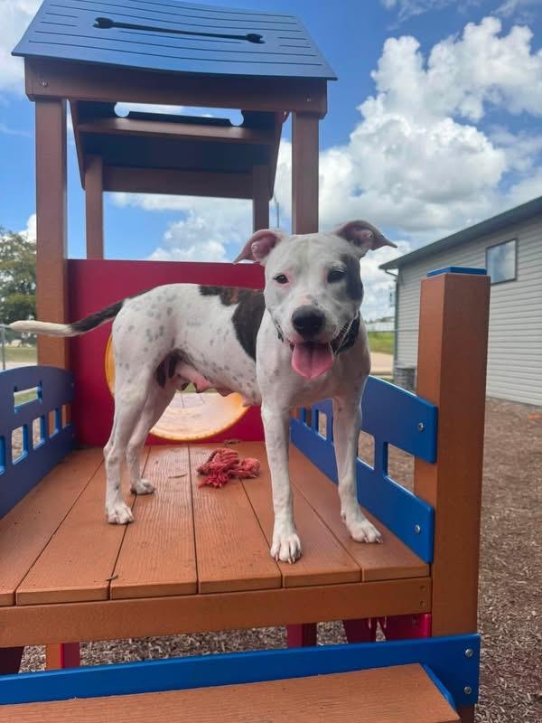 Koda, a ADOPTABLE mixed breed in Columbia, MO image 4/6
