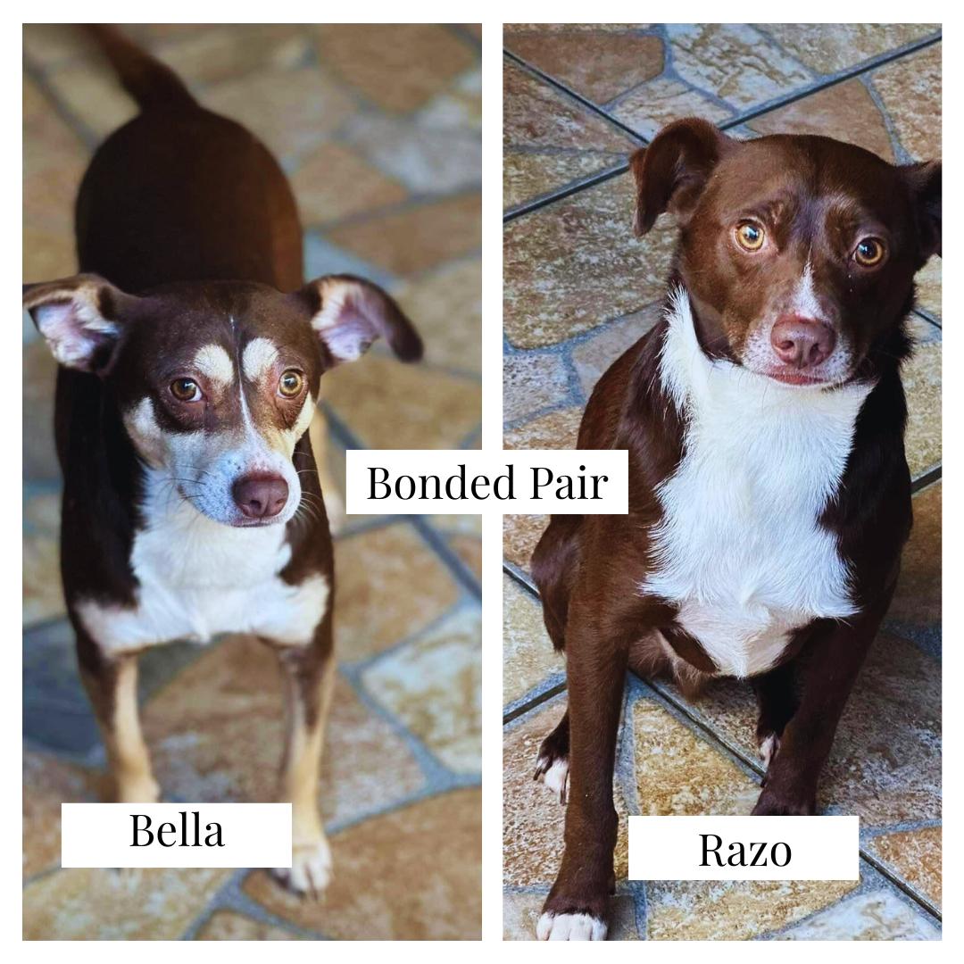 Razo is a friendly and outgoing 33 year-old male dog as of July 2025 weighing approximately 32 p