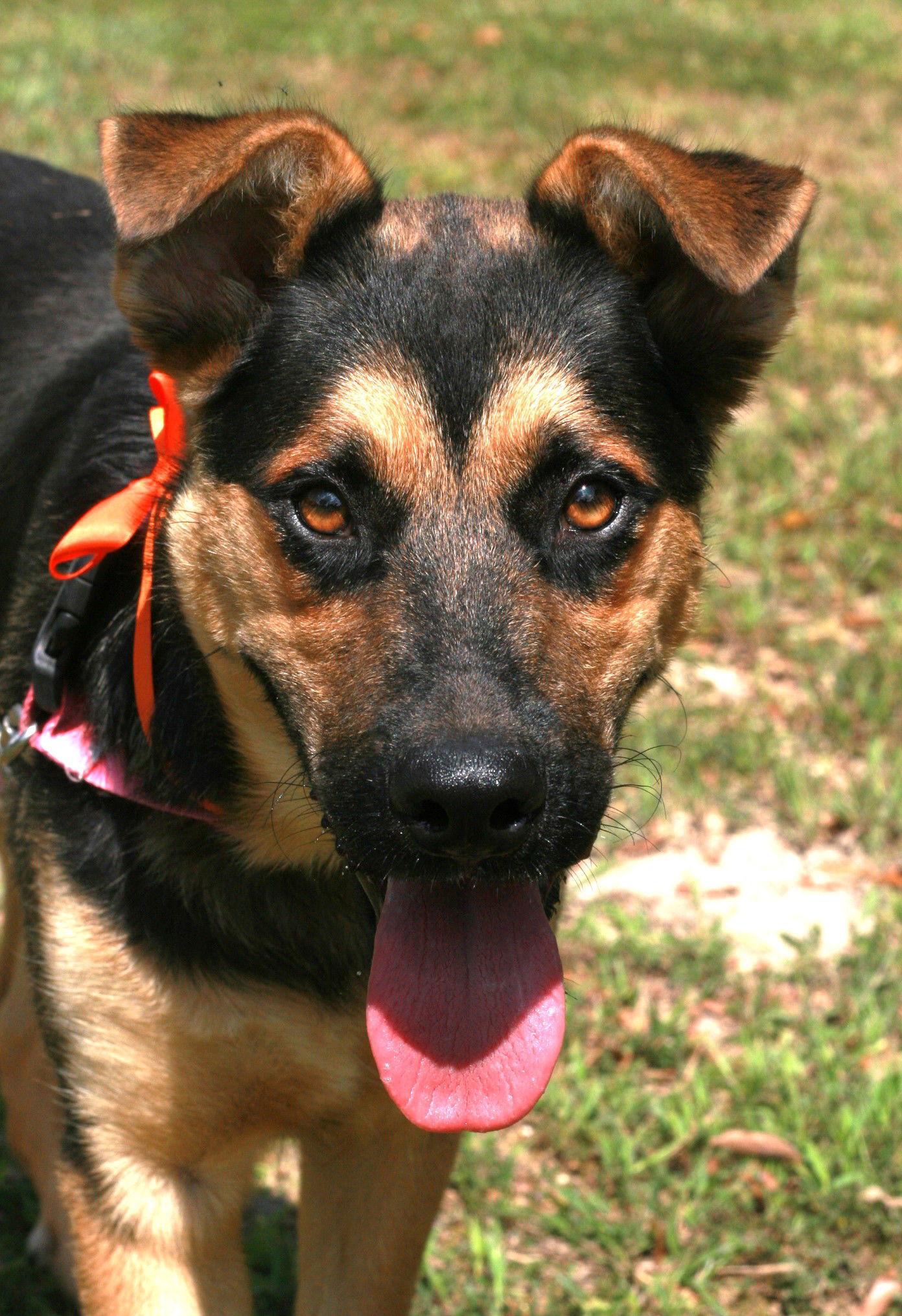 Enlarge Verity, a Adoptable mixed breed in Attalla, AL image 2/3