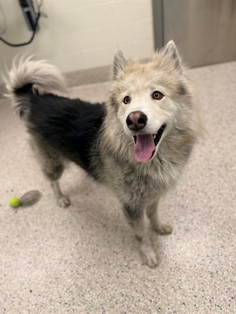 Enlarge SHAGGYDOG, a Adoptable Alaskan Malamute in Brighton, CO image 1/1