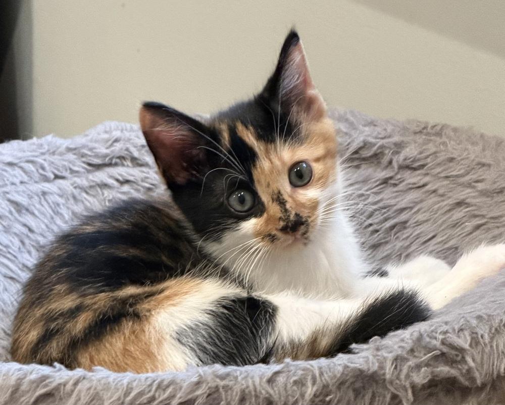 Pez Exotic Flavors: Asian Pear, a Adoptable mixed breed in Warren, CT image 3/6