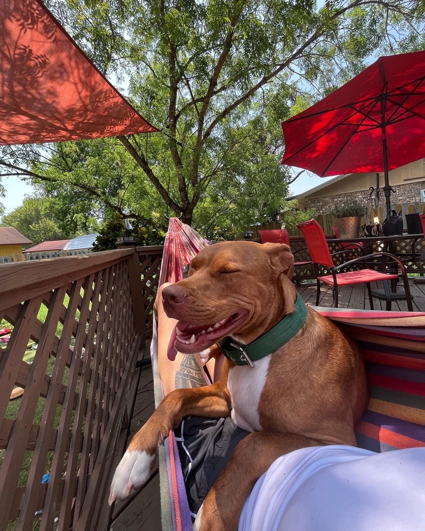 Enlarge Slickhead, a Adopted mixed breed in Austin, TX image 1/11