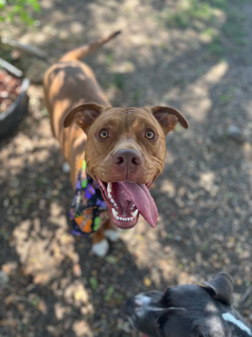 Enlarge Slickhead, a Adopted mixed breed in Austin, TX image 2/11