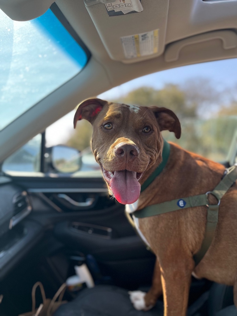 Enlarge Slickhead, a Adopted mixed breed in Austin, TX image 3/11