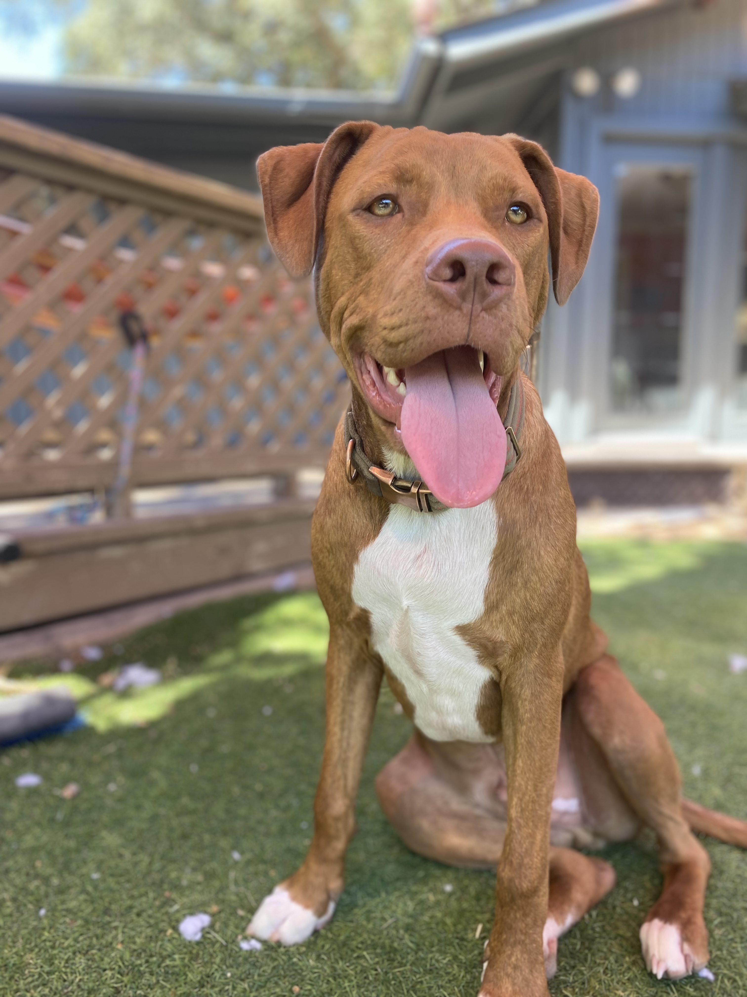 Enlarge Slickhead, a Adopted mixed breed in Austin, TX image 4/11