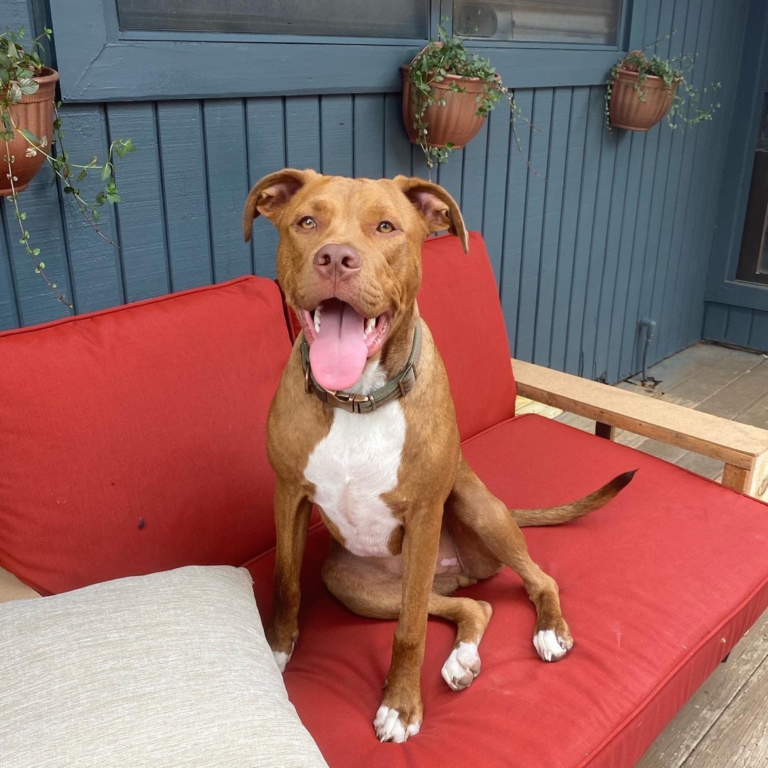 Enlarge Slickhead, a Adopted mixed breed in Austin, TX image 5/11