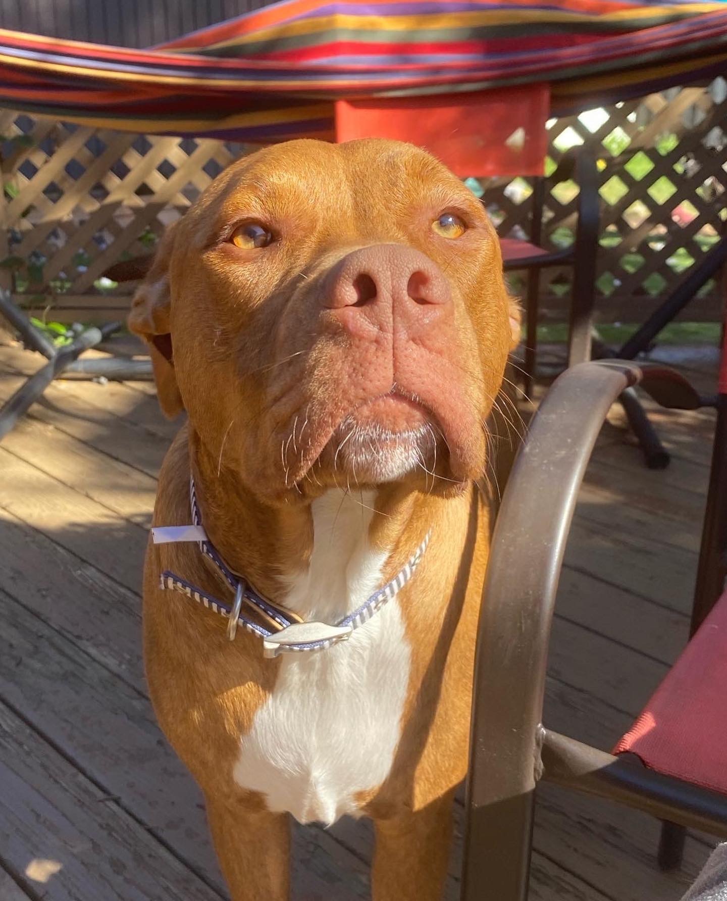 Enlarge Slickhead, a Adopted mixed breed in Austin, TX image 6/11