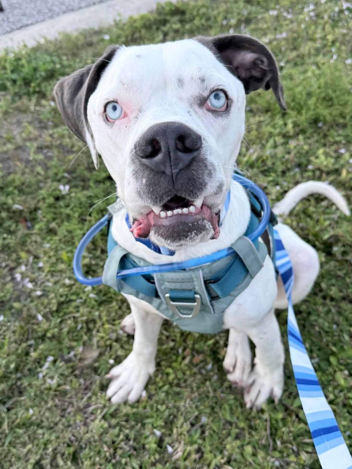 Cosmo, Adoptable, Young Male American Bulldog.