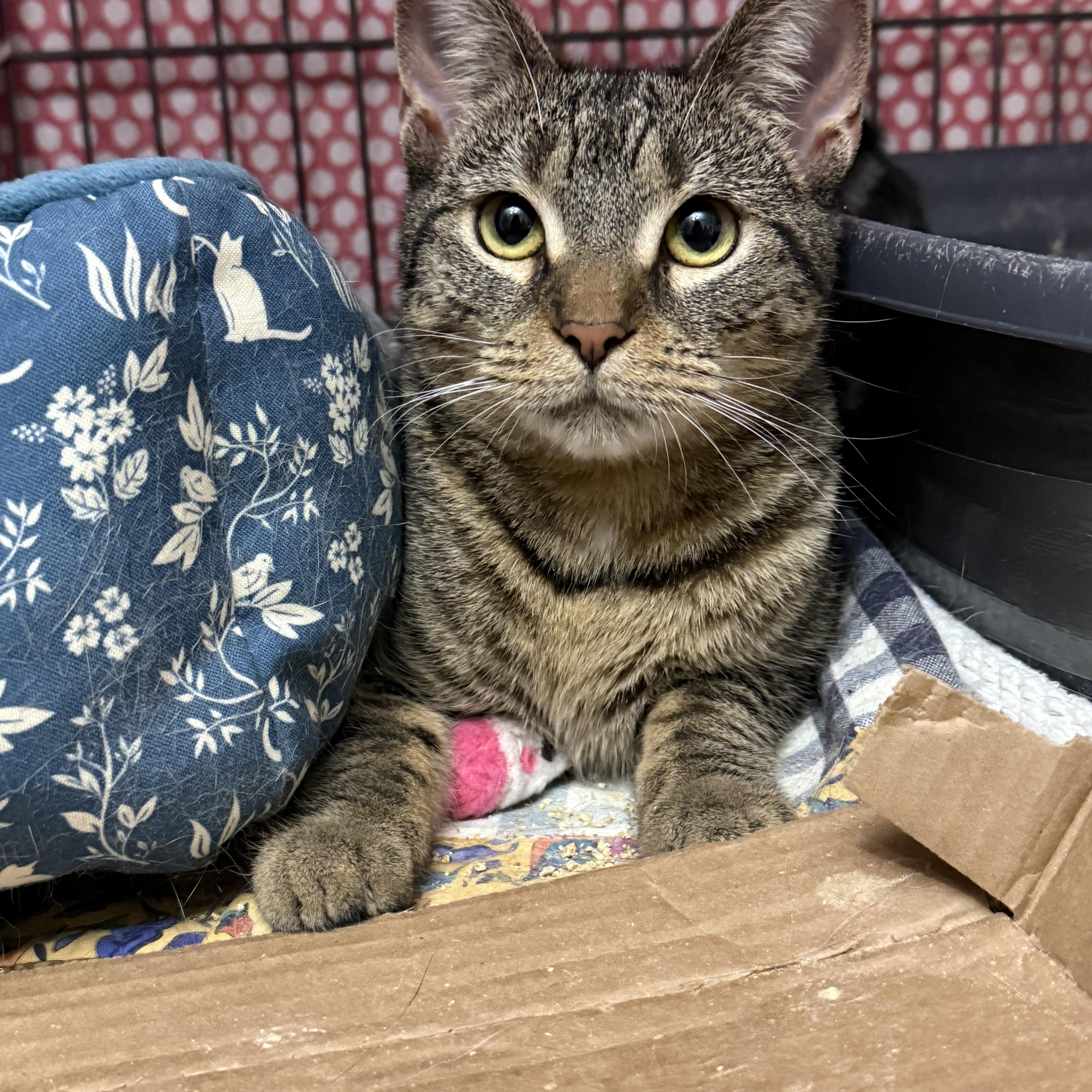 Enlarge Opal, a Adoptable American Shorthair in Philadelphia, PA image 1/2