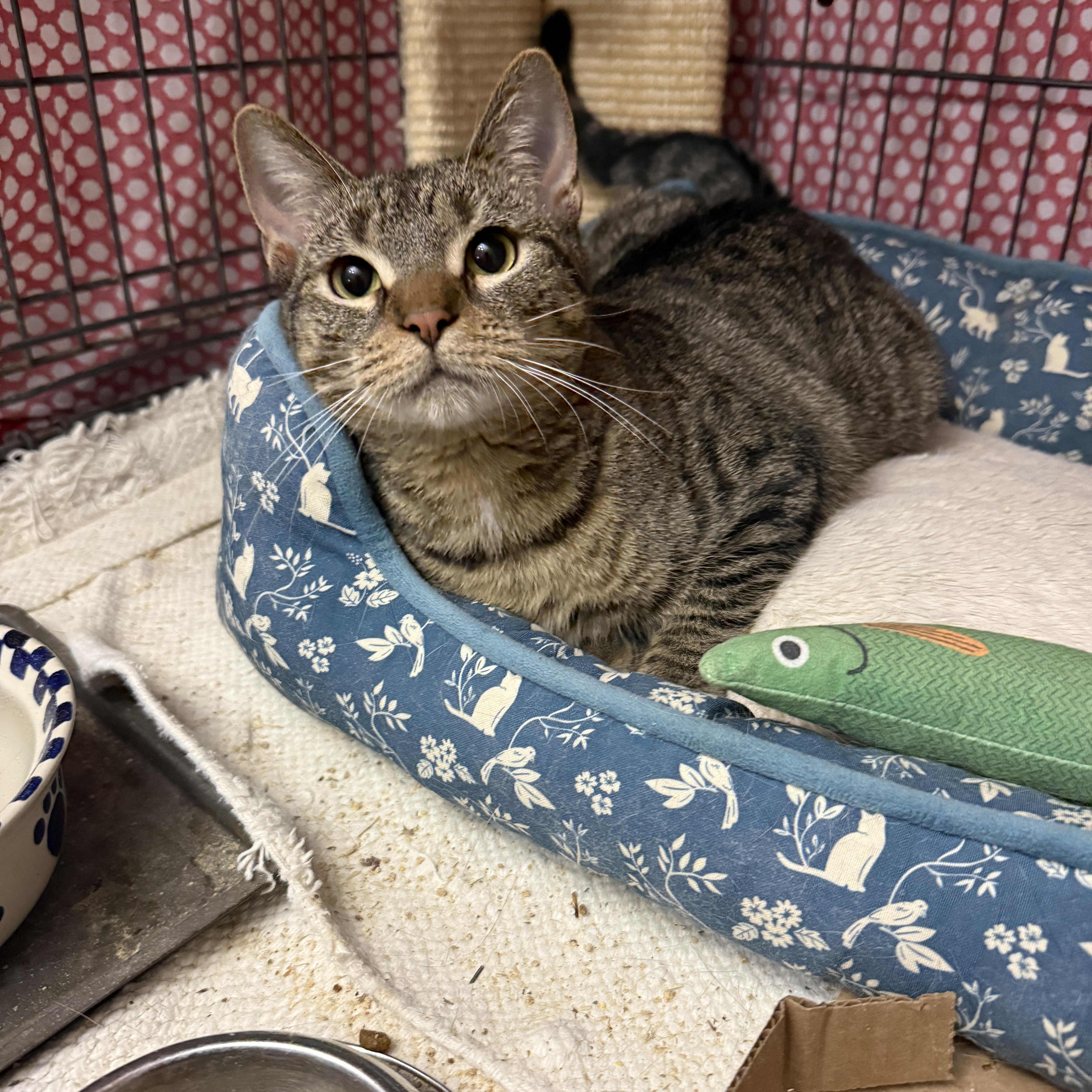 Enlarge Opal, a Adoptable American Shorthair in Philadelphia, PA image 2/2