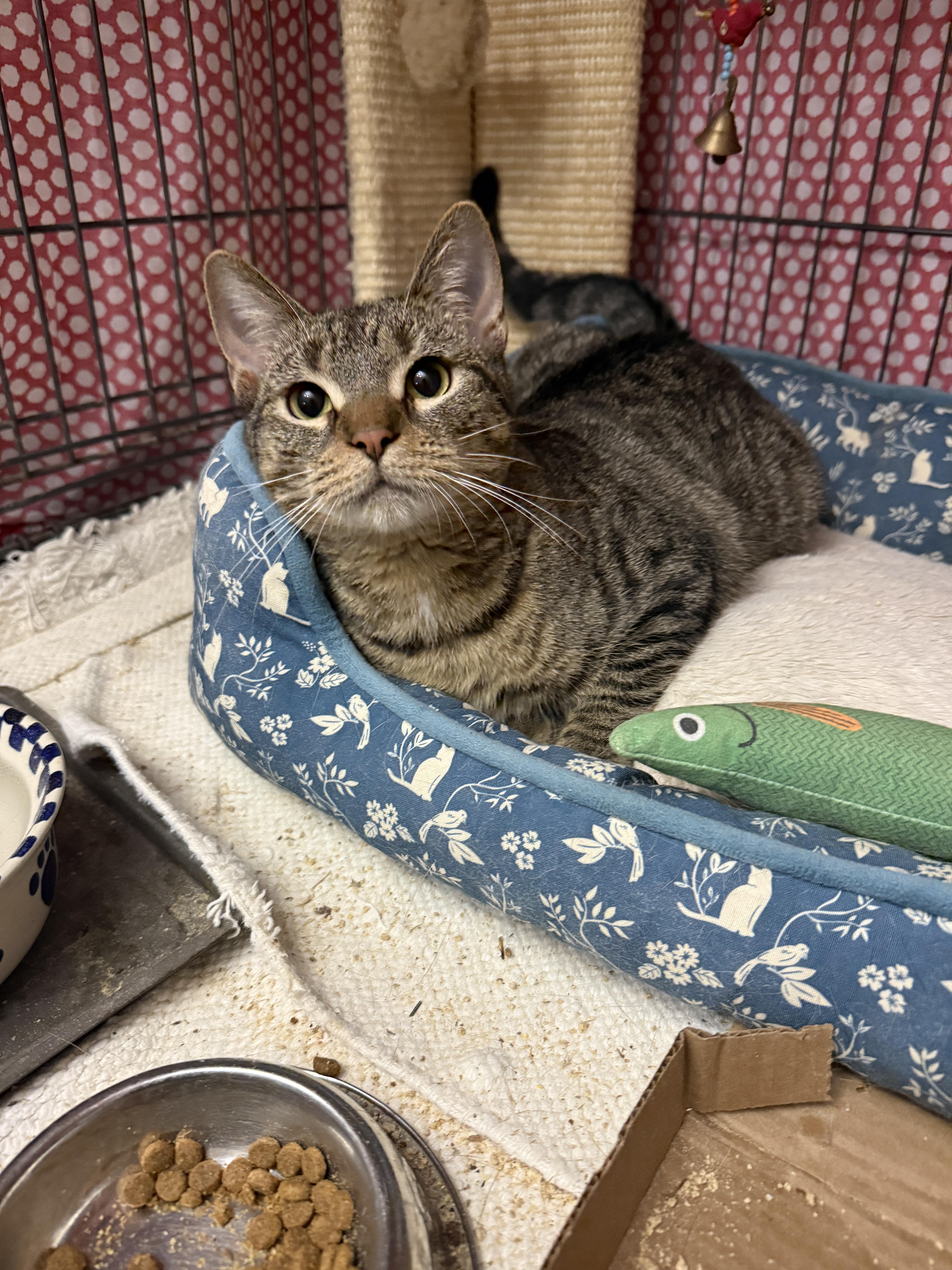 Enlarge Opal, a Adoptable American Shorthair in Philadelphia, PA image 2/5